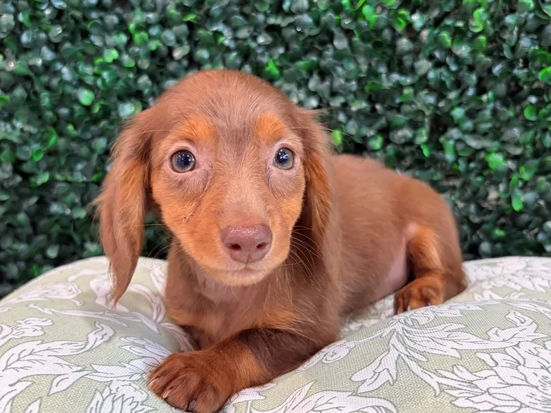Mini Dachshund Puppy, Female, Longhair- Chocolate and Tan, #927