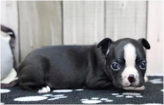 Boston Terrier Puppy, Male, Black and White, #2230