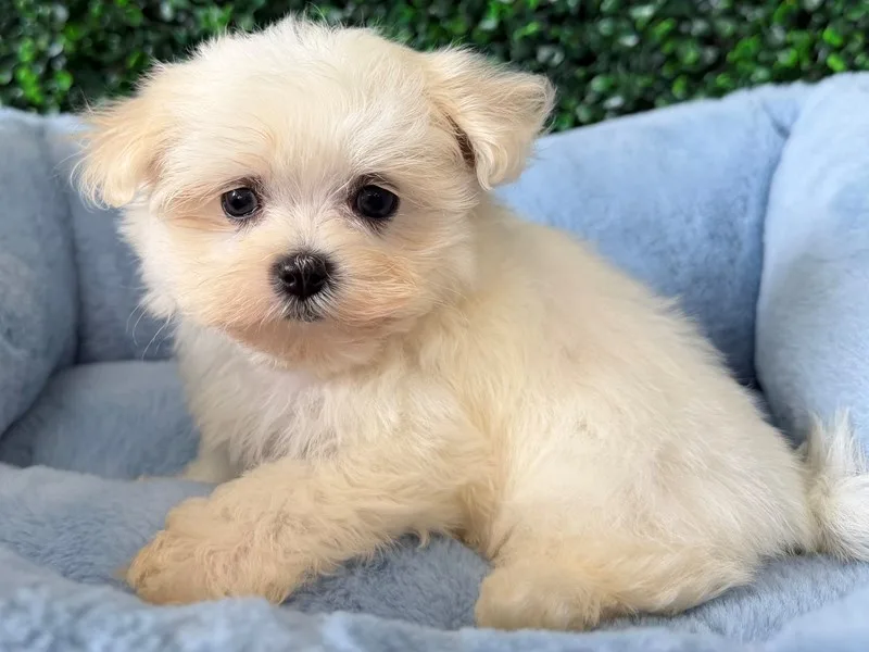 Maltese Puppy, Male, White, #2255 – photo 2