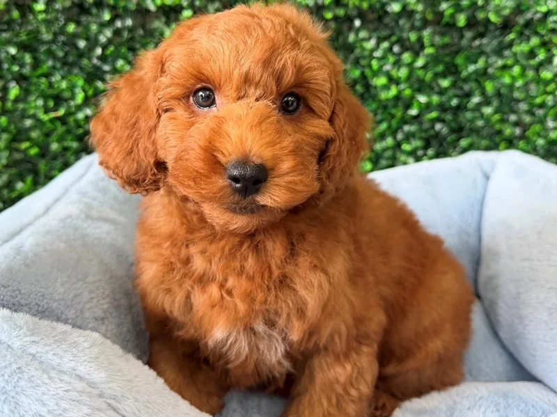 Mini Goldendoodle Puppy, Male, Red, #2290 – photo 2