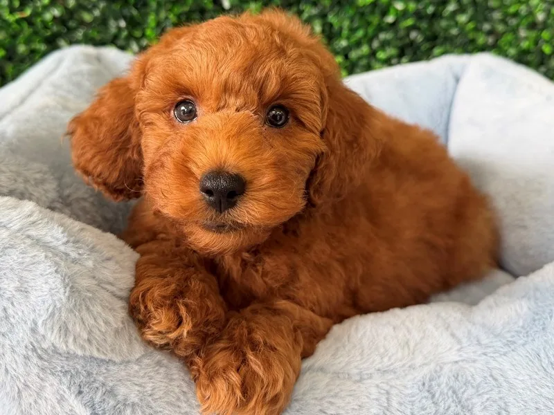 Mini Goldendoodle Puppy, Male, Red, #2290
