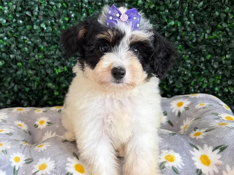 Mini Aussiepoo Puppy, Female, Black Tri, #945