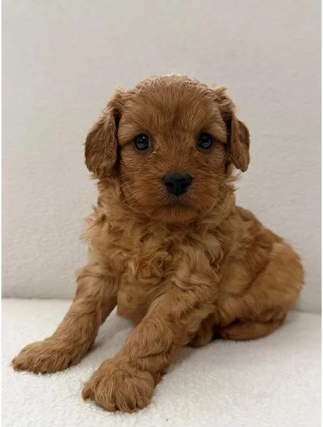 Cavapoo Puppy, Male, Apricot, #2221