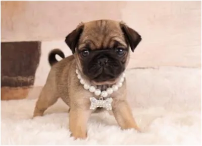 Pug puppy available at Wags About You