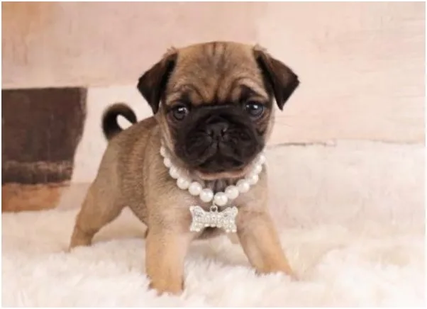 Pug Puppy, Female, Fawn, #934