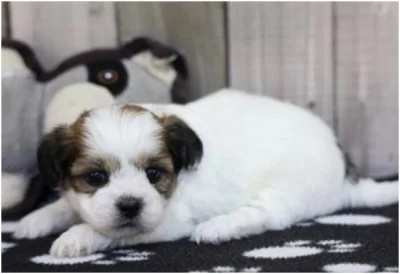 Teddy Bear puppy available at Wags About You