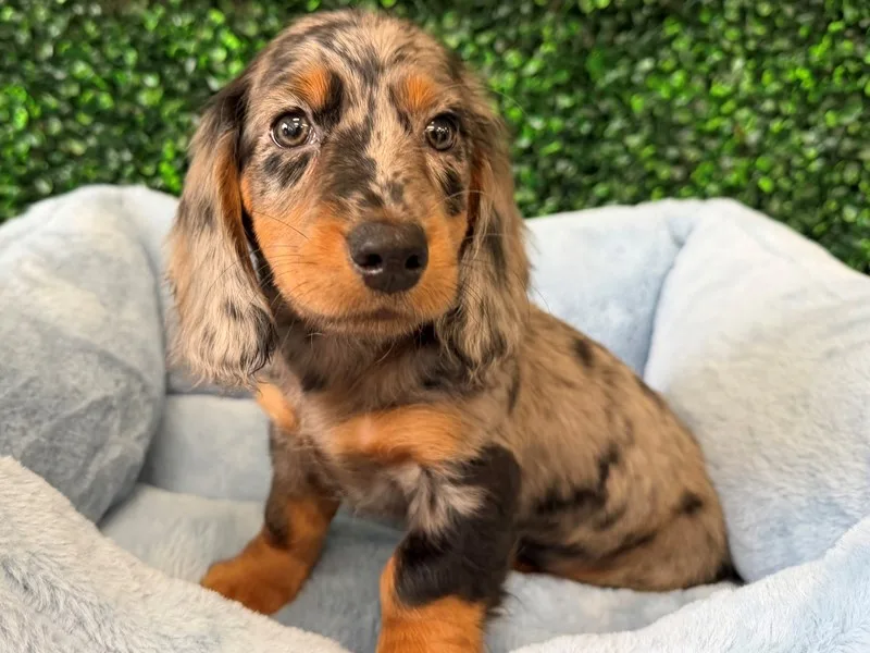 Mini Dachshund Puppy, Male, Blue merle, #955 – photo 2