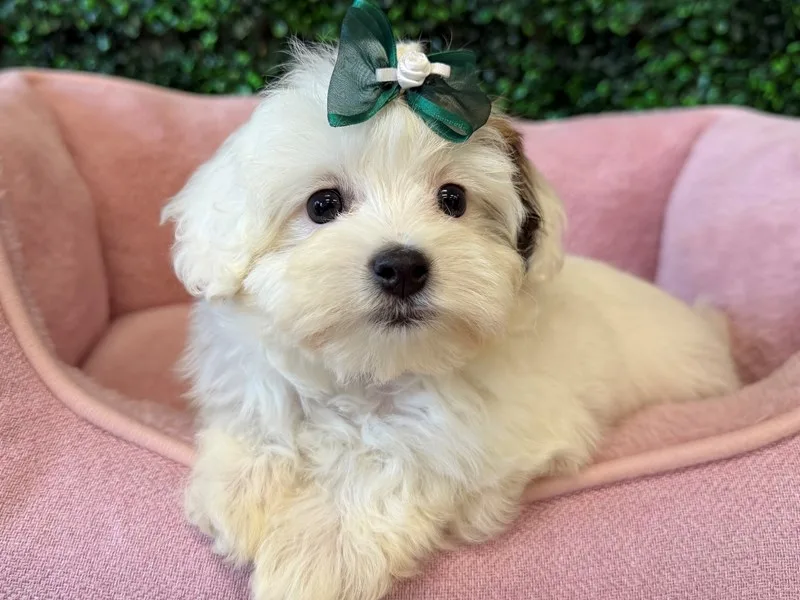 Maltipoo Puppy, Female, #989 – photo 2