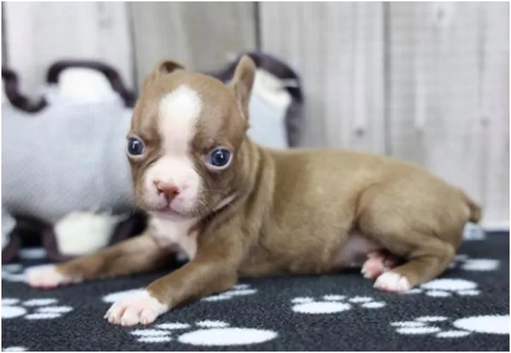 Boston Terrier Puppy, Female, Seal and White, #2231