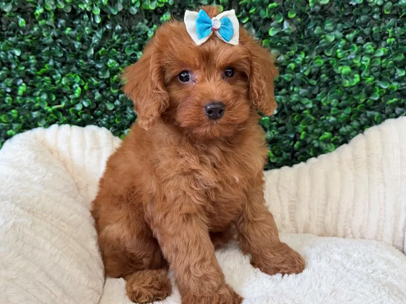 Cavapoo Puppy, Female, Red, #953
