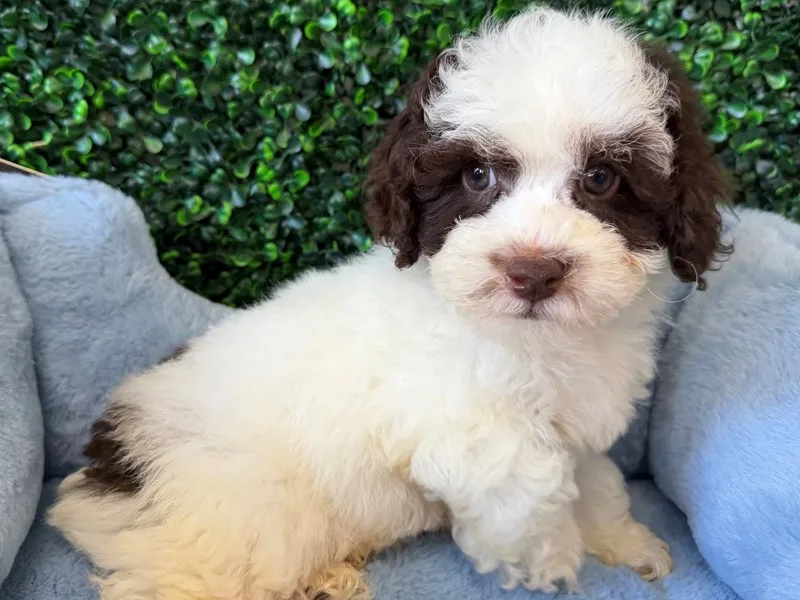 Cockapoo Puppy, Male, Choc Parti, #2274 – photo 3