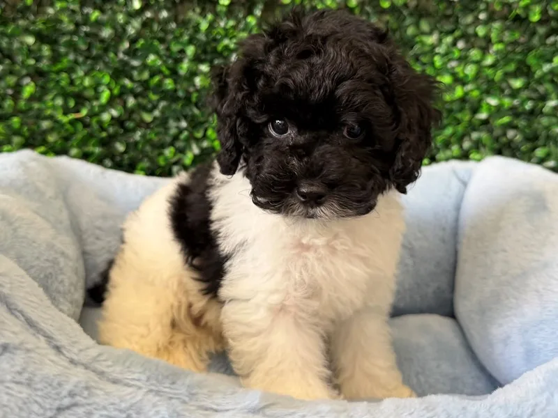 Toy Poodle Puppy, Male, Black and White, #2281 – photo 2