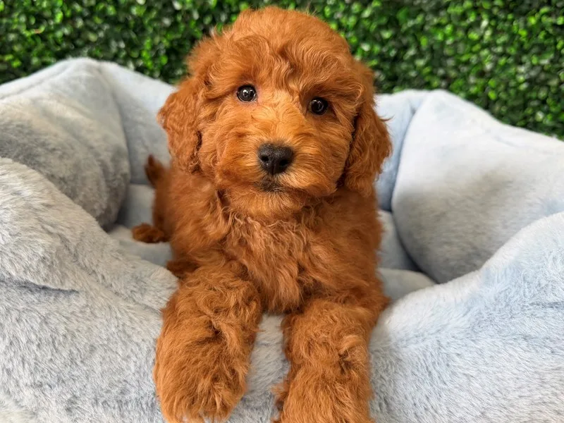 Mini Goldendoodle Puppy, Male, Red, #2288