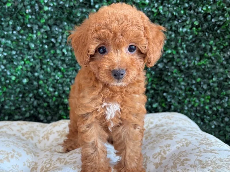 Cavapoo Puppy, Male, Red & White, #938