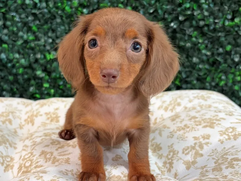 Mini Dachshund Puppy, Female, Longhair- Chocolate, #926