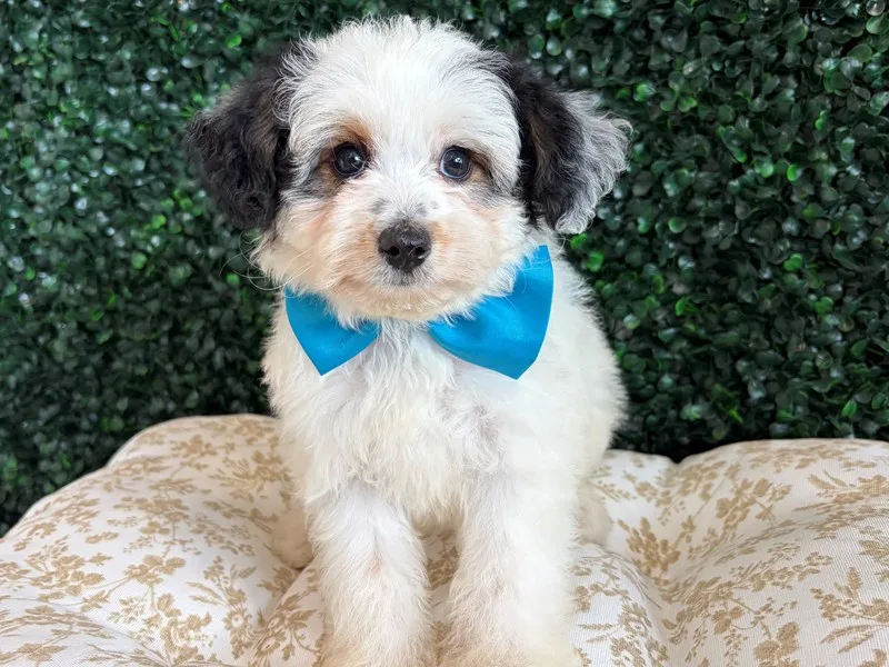 Mini Aussiepoo Puppy, Male, Black Tri, #943