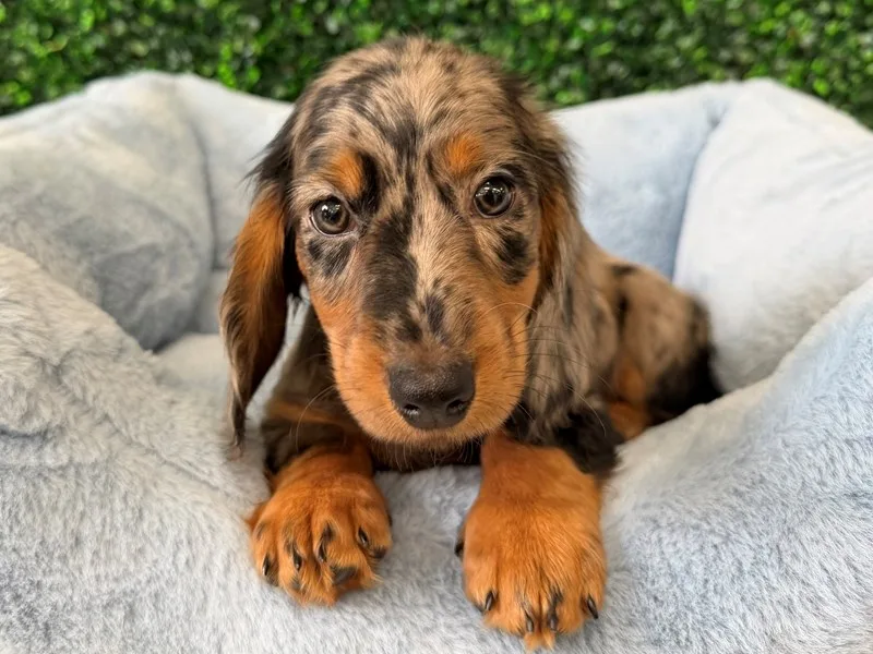 Mini Dachshund Puppy, Male, Blue merle, #955
