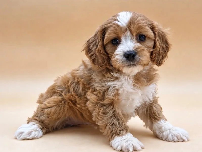 Cavapoo Puppy, Male, #2265