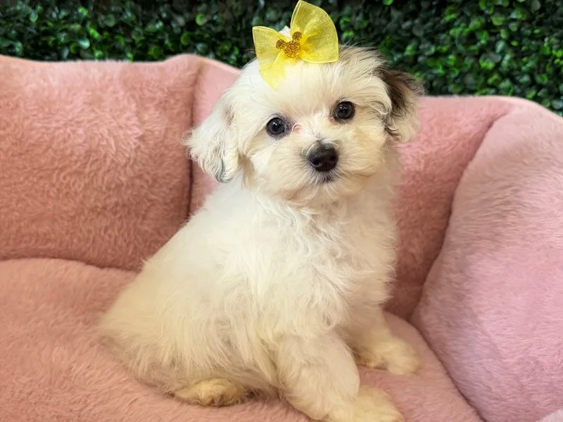 Maltipoo Puppy, Female, #2285