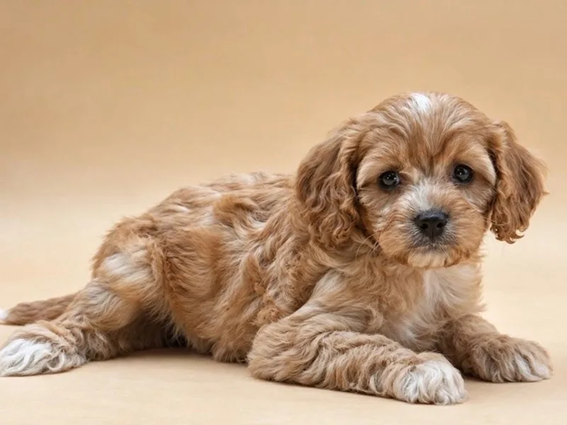 Cavapoo Puppy, Female, #973
