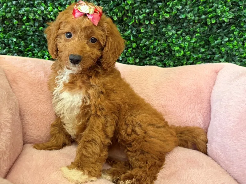 Cavapoo Puppy, Female, #2247