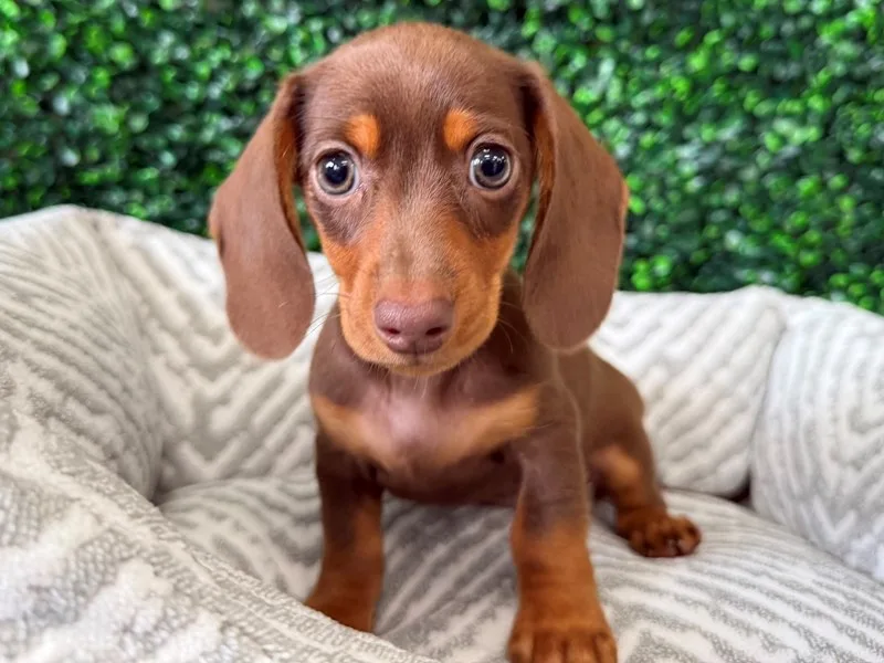 Mini Dachshund Puppy, Female, Chocolate and Tan, #2257