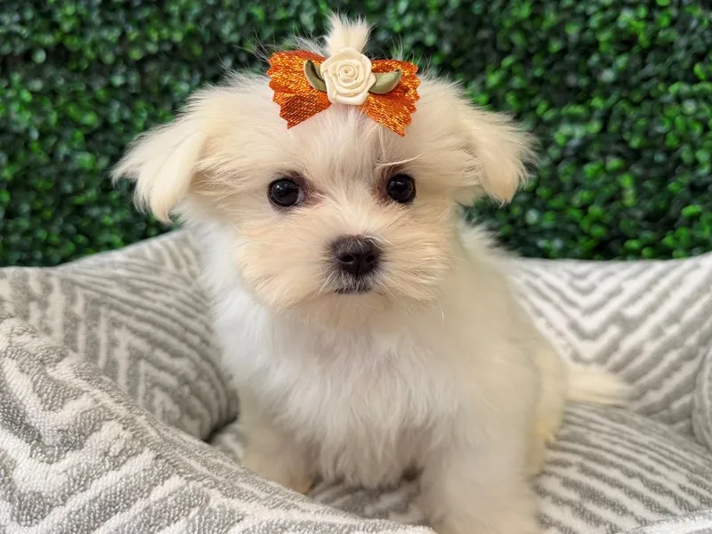 Maltese Puppy, Female, #2262 – photo 3
