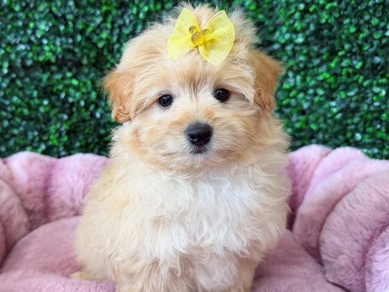 Pomapoo Puppy, Female, #2222