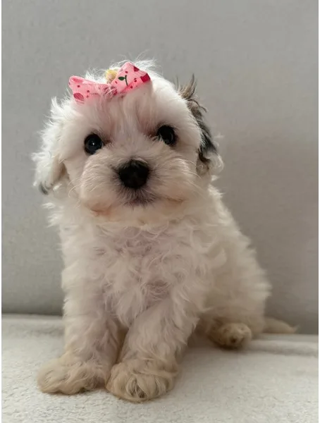 Maltipoo Puppy, Female, #975