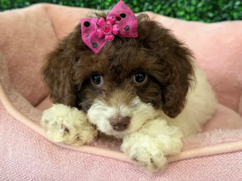 Cockapoo Puppy, Female, #940 – photo 2