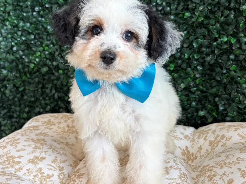 Mini Aussiepoo Puppy, Male, Black Tri, #943 – photo 2