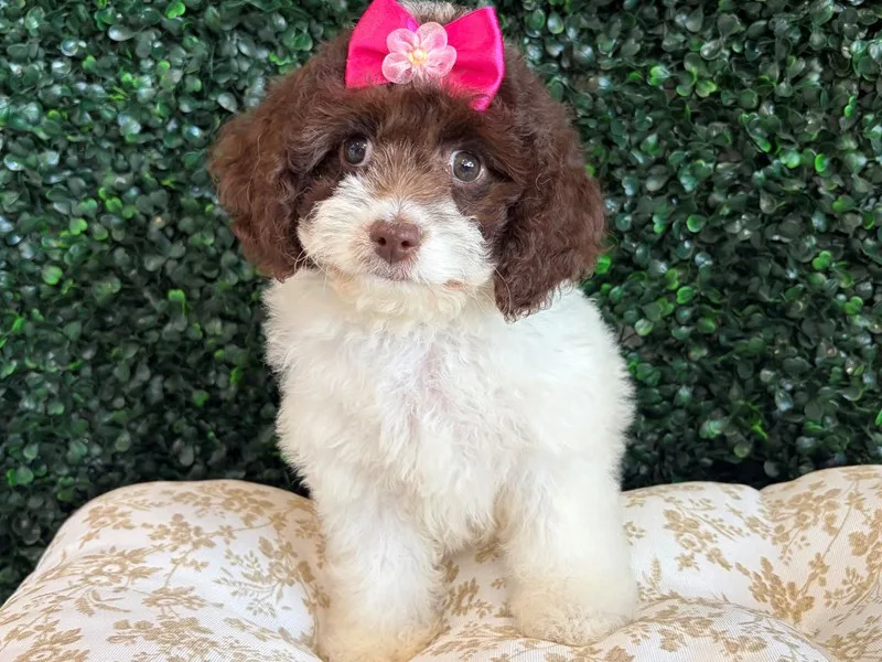 Cockapoo Puppy, Female, Chocolate Parti, #940 – photo 3
