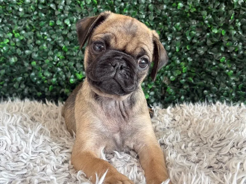 Pug Puppy, Female, Fawn, #967 – photo 4