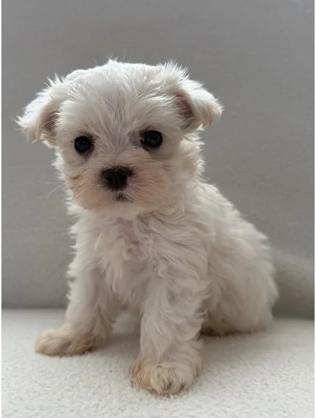 Maltese Puppy, Male, #964