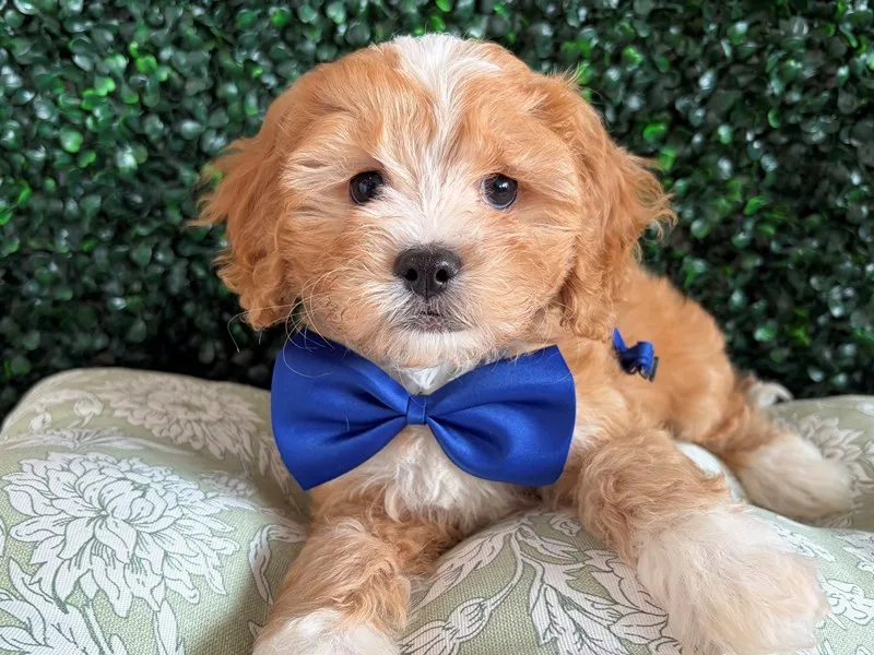 Cavapoo Puppy, Male, #972