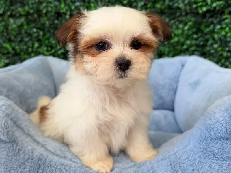 Maltitzu Puppy, Male, #2207 – photo 3