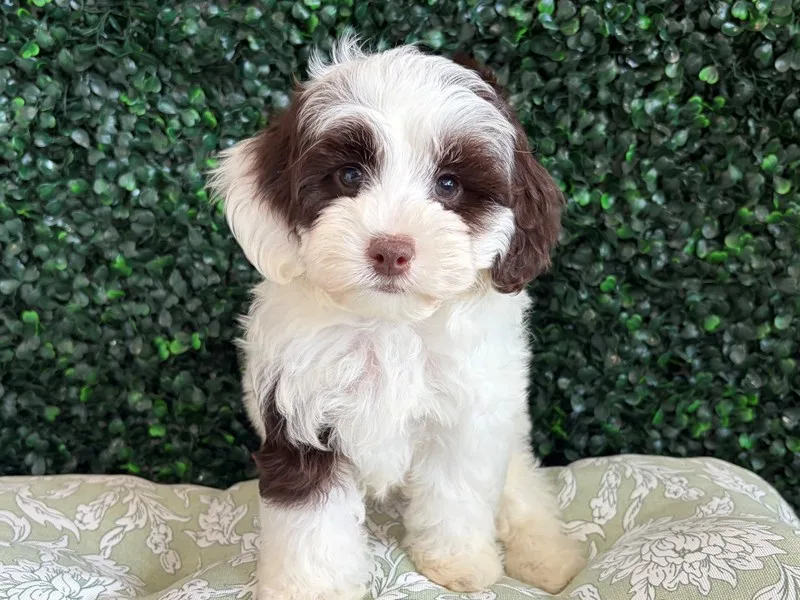 Cockapoo Puppy, Male, Chocolate Parti, #941
