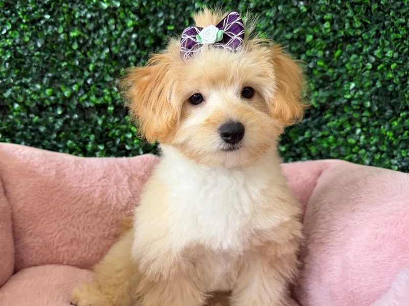Pomapoo Puppy, Female, #2222 – photo 3