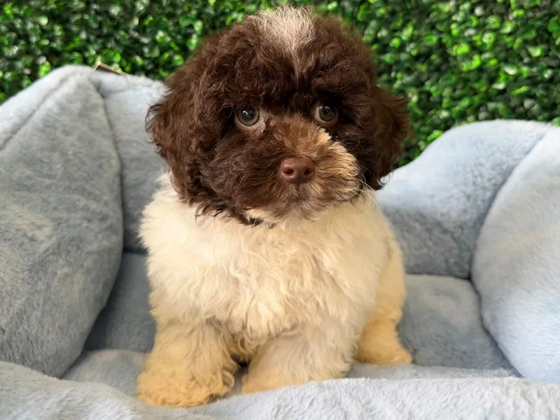 Cockapoo Puppy, Male, Choc Parti, #2276 – photo 2