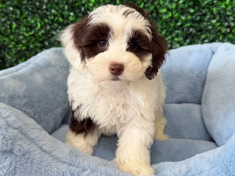 Cockapoo Puppy, Male, #941