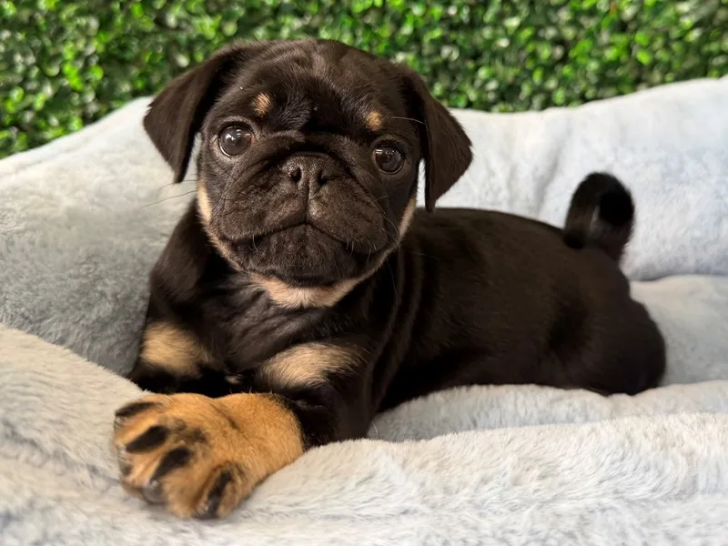 Pug Puppy, Male, Black and Tan, #2254
