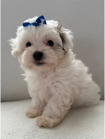 Malti-Poo puppy available at Wags About You