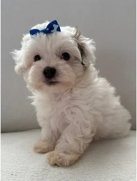 Maltipoo Puppy, Female, #974