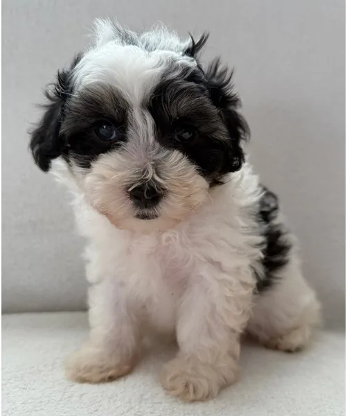 Maltipoo Puppy, Male, #2267