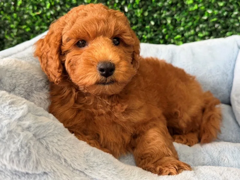 Mini Goldendoodle Puppy, Male, Red, #2289 – photo 3