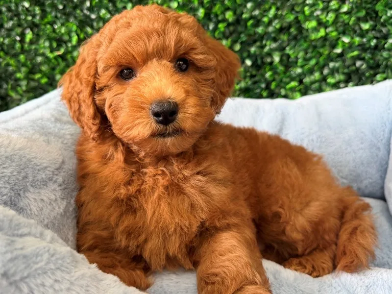 Mini Goldendoodle Puppy, Male, Red, #2289