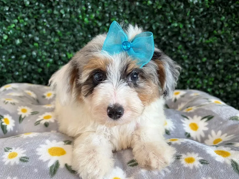 Mini Aussiepoo Puppy, Female, Merle and White, #944