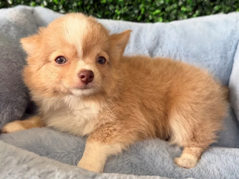 Chihuahua Puppy, Male, #950 – photo 3