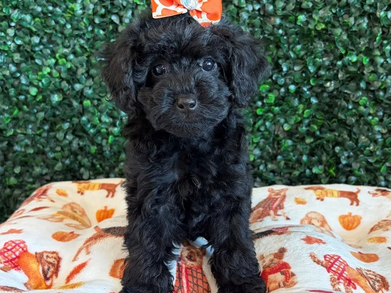 Toy Poodle Puppy, Female, Black, #978 – photo 3