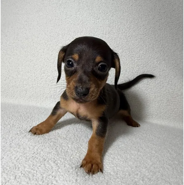 Mini Dachshund Puppy, Male, Shorthair- Black and Tan, #991